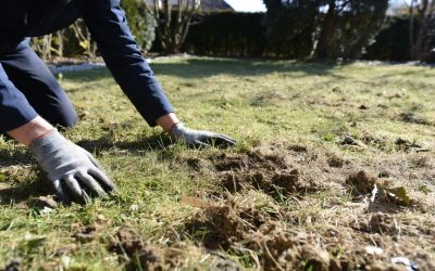 Aeracja czy wertykulacja trawnika – co zrobić najpierw i kiedy zlecić to fachowcom