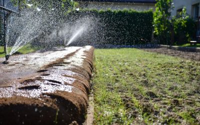 Jak podlewać nowo założony trawnik? Harmonogram na pierwsze 4 tygodnie