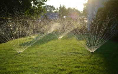 Ile minut podlewać trawnik latem, a ile wiosną? Błędy, przez które trawa żółknie